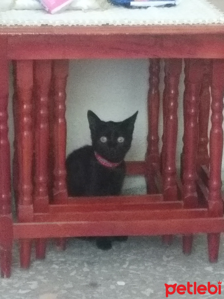 Bombay, Kedi  Kömür fotoğrafı