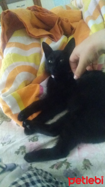 Bombay, Kedi  Kömür fotoğrafı