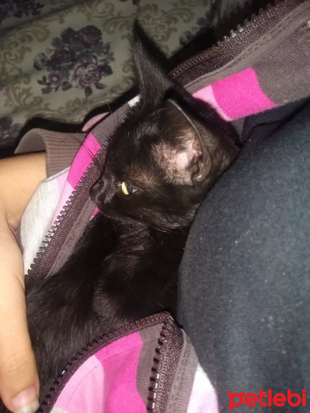 Bombay, Kedi  Kömür fotoğrafı