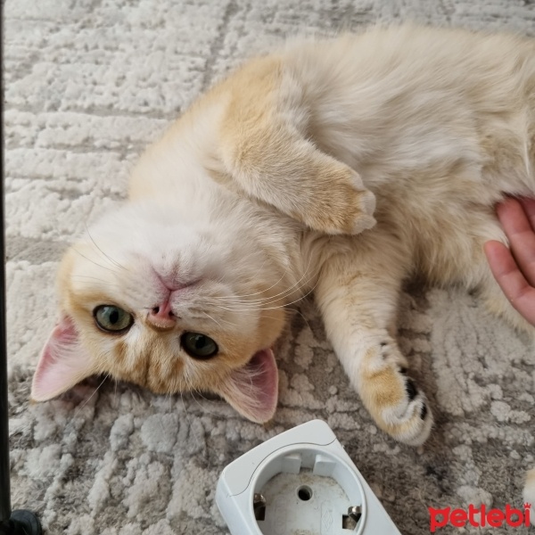 British Shorthair, Kedi  Luna fotoğrafı