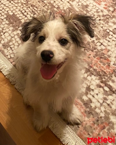 Avustralya Çoban Köpeği, Köpek  Bambi fotoğrafı