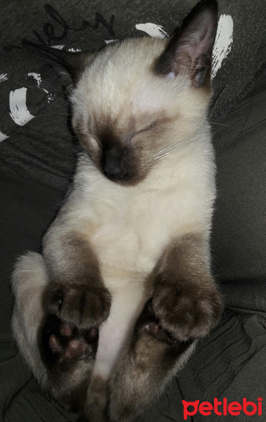 Siyam Kedisi, Kedi  Zeus fotoğrafı