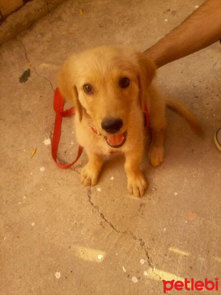 Golden Retriever, Köpek  Karamel fotoğrafı