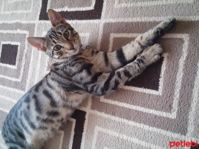 Tekir Kedi, Kedi  Diego fotoğrafı