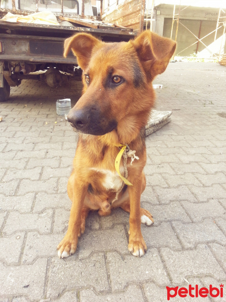 Alman Çoban Köpeği, Köpek  Paşa fotoğrafı