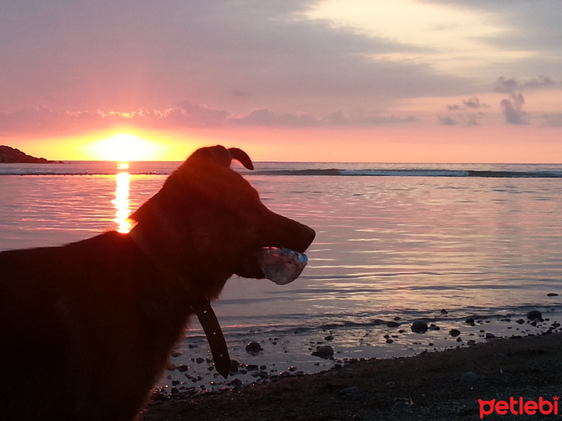 Alman Çoban Köpeği, Köpek  Paşa fotoğrafı