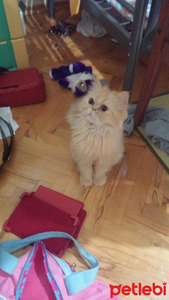 İran Kedisi (Persian), Kedi  Zerrin fotoğrafı