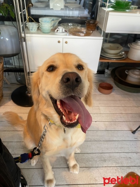 Golden Retriever, Köpek  Limon fotoğrafı