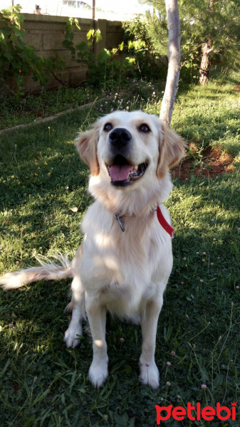 Golden Retriever, Köpek  Fıstık fotoğrafı
