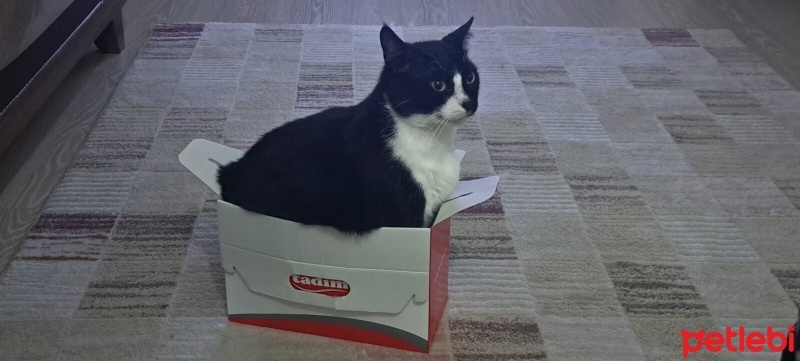 Tuxedo (Smokin) Kedi, Kedi  Bulut fotoğrafı
