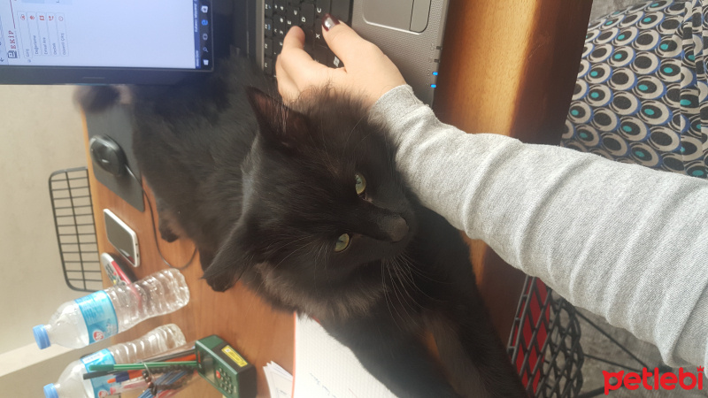 Tekir Kedi, Kedi  tüftüf fotoğrafı
