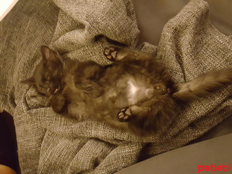 Tekir Kedi, Kedi  tüftüf fotoğrafı