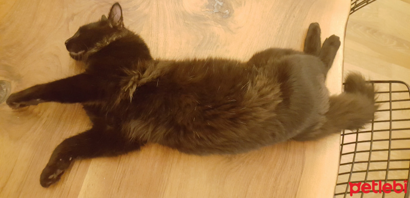 Tekir Kedi, Kedi  tüftüf fotoğrafı