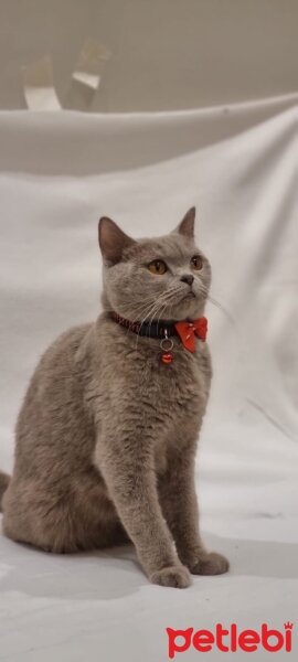 British Shorthair, Kedi  Güzellik Birincisi Kedinin Yavruları fotoğrafı