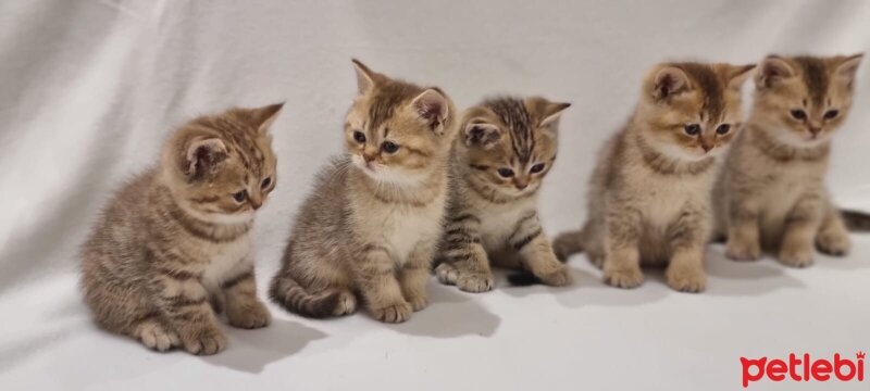 British Shorthair, Kedi  Güzellik Birincisi Kedinin Yavruları fotoğrafı