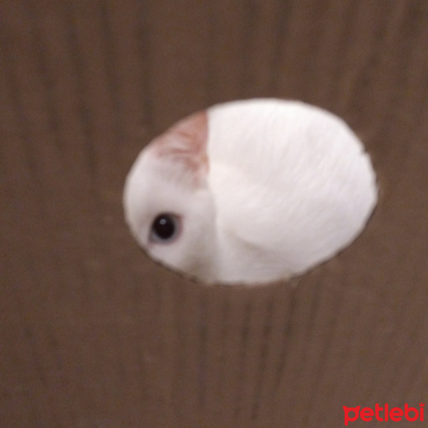 Van Kedisi, Kedi  Mümin Bulut fotoğrafı