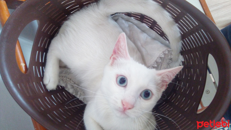 Van Kedisi, Kedi  Mümin Bulut fotoğrafı