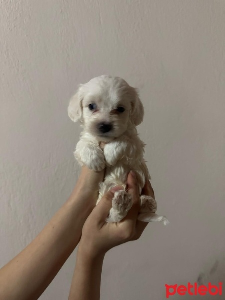 Maltese, Köpek  Miki,Niki,Thor,Jonny,Odin fotoğrafı