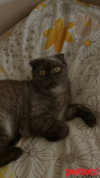 Scottish Fold, Kedi  Gece fotoğrafı
