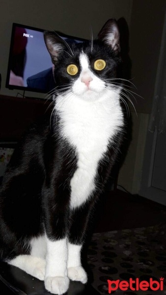 Tuxedo (Smokin) Kedi, Kedi  kömür fotoğrafı