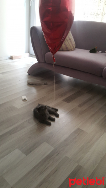 British Shorthair, Kedi  Mia fotoğrafı