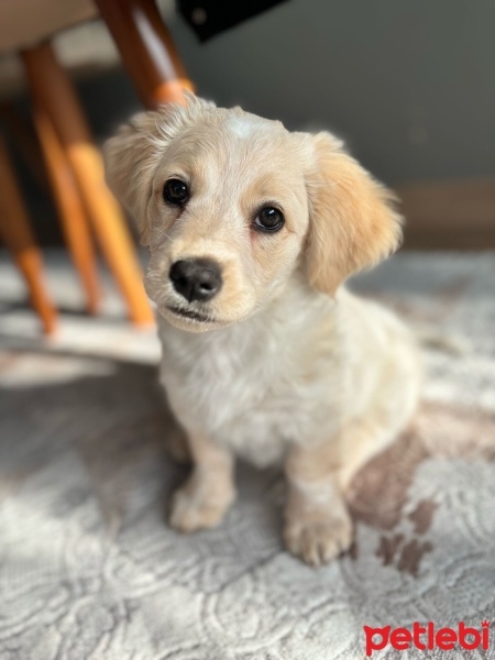 Golden Retriever, Köpek  Eva fotoğrafı
