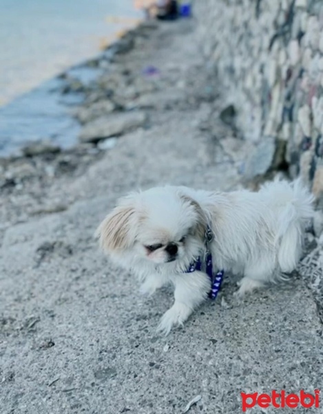 Pekingese, Köpek  Casper fotoğrafı