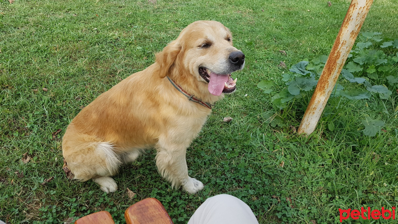 Golden Retriever, Köpek  Oskar fotoğrafı