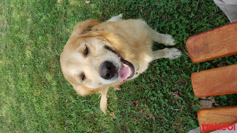 Golden Retriever, Köpek  Oskar fotoğrafı