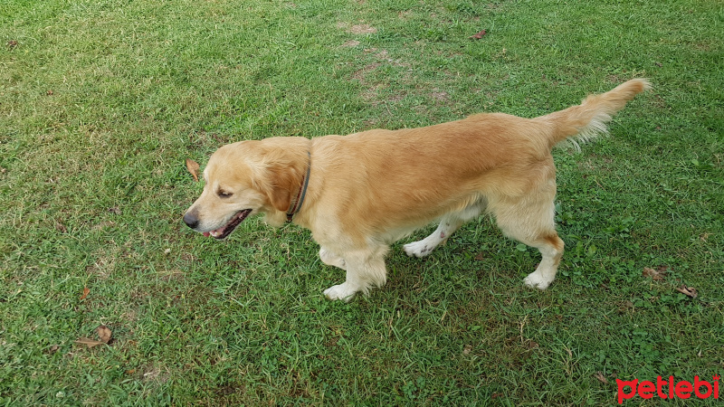 Golden Retriever, Köpek  Oskar fotoğrafı