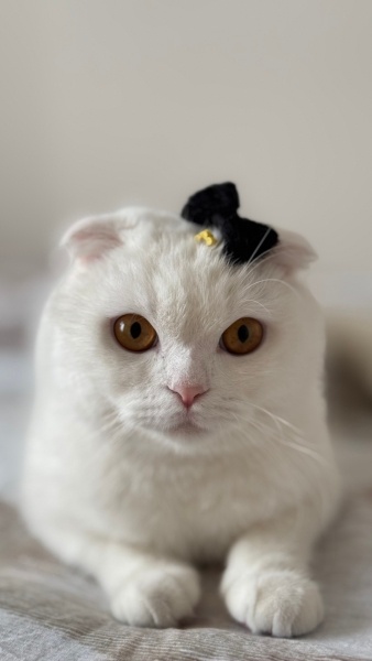 Scottish Fold, Kedi  Tofu fotoğrafı