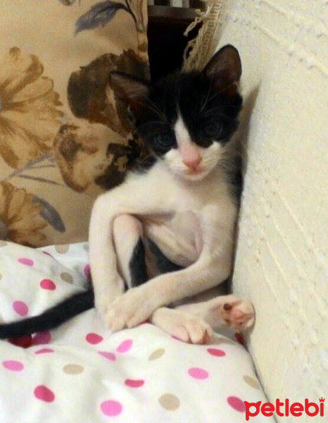 Tekir Kedi, Kedi  zeytin fotoğrafı
