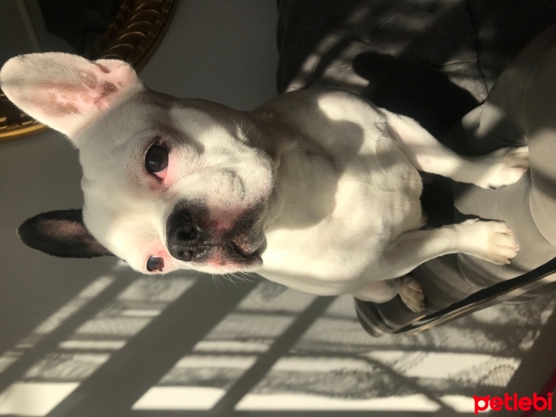 Fransız Bulldog, Köpek  Polo fotoğrafı