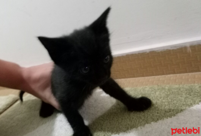  Kedi  Kartuş fotoğrafı