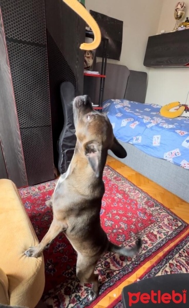 Belçika Malinois, Köpek  Maylo fotoğrafı
