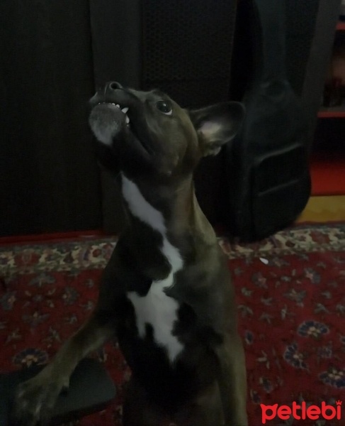 Belçika Malinois, Köpek  Maylo fotoğrafı