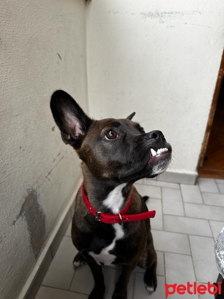 Belçika Malinois, Köpek  Maylo fotoğrafı