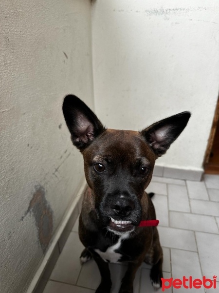 Belçika Malinois, Köpek  Maylo fotoğrafı
