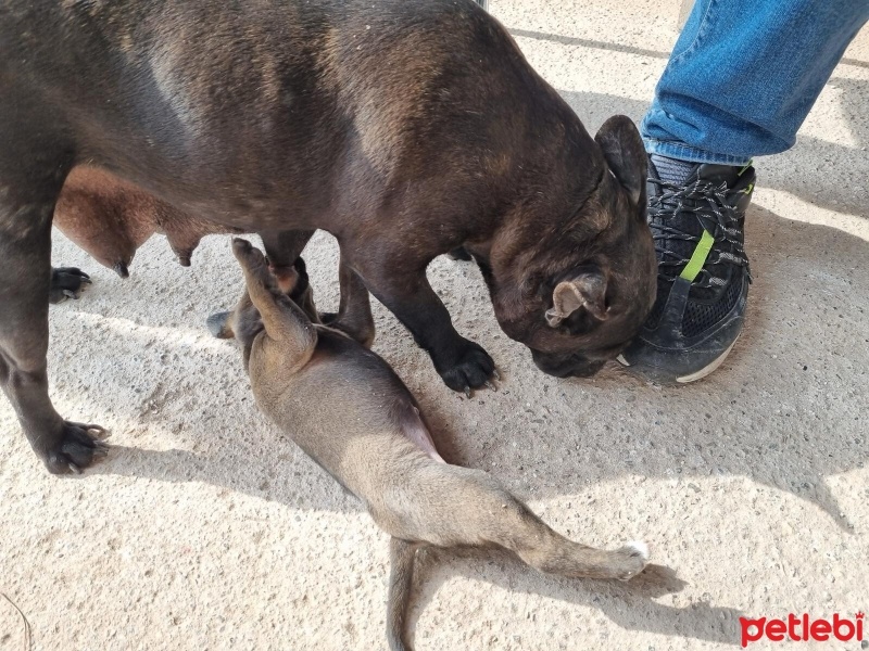 Belçika Malinois, Köpek  Maylo fotoğrafı