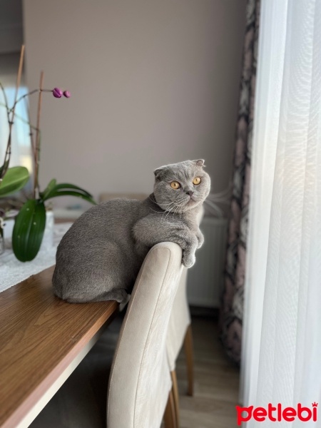 Scottish Fold, Kedi  Şakir fotoğrafı