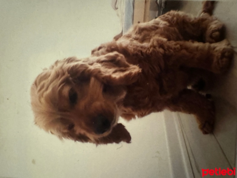 Amerikan Cocker Spaniel, Köpek  Fındık fotoğrafı