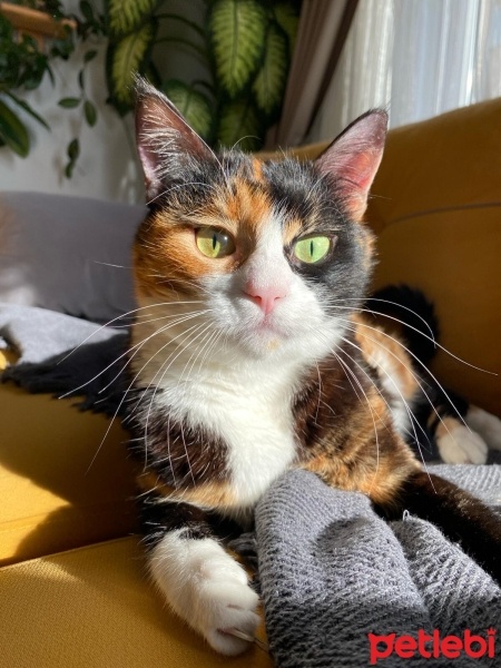 Tekir Kedi, Kedi  Prenses fotoğrafı