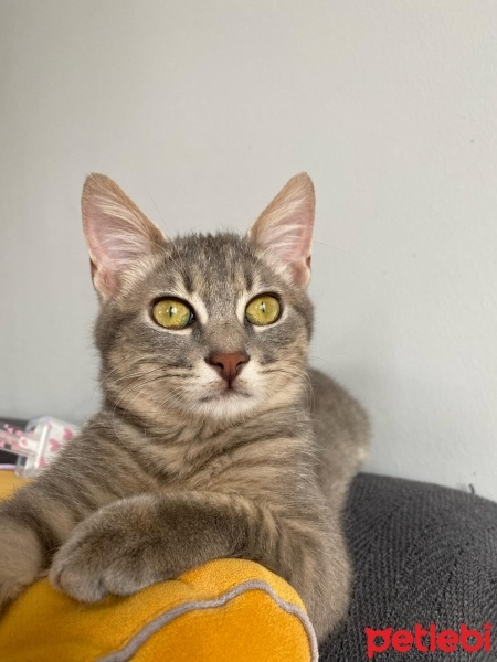 Tekir Kedi, Kedi  Lokum fotoğrafı