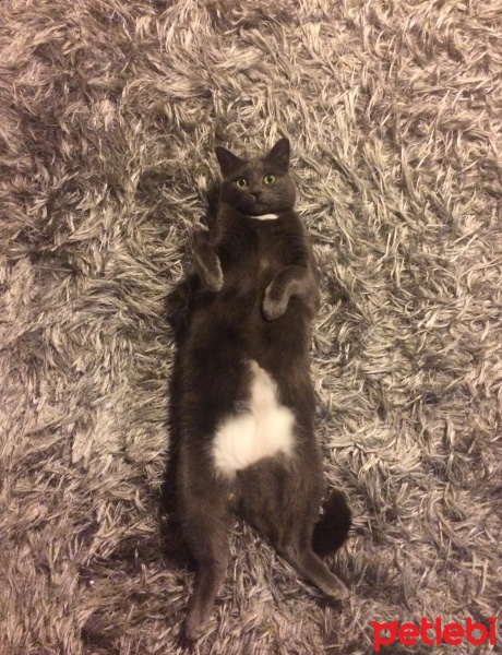 Mavi Rus, Kedi  veronika fotoğrafı
