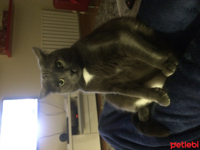 Mavi Rus, Kedi  veronika fotoğrafı
