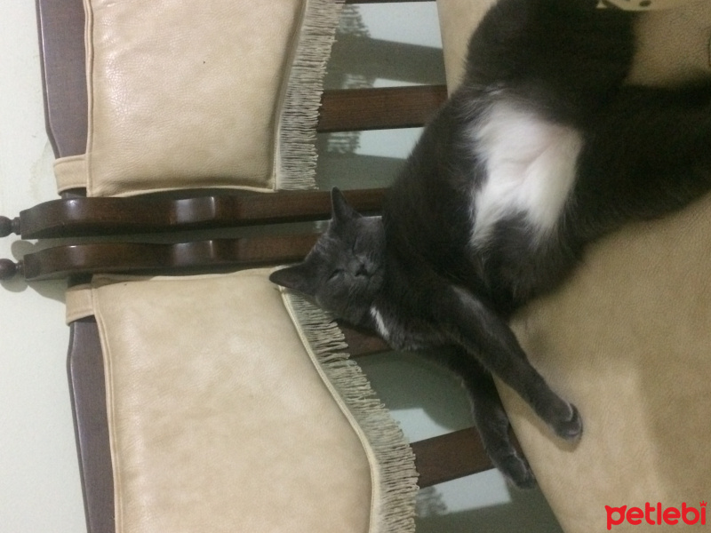 Mavi Rus, Kedi  veronika fotoğrafı