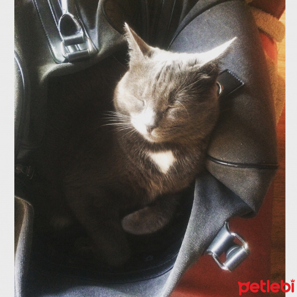 Mavi Rus, Kedi  veronika fotoğrafı