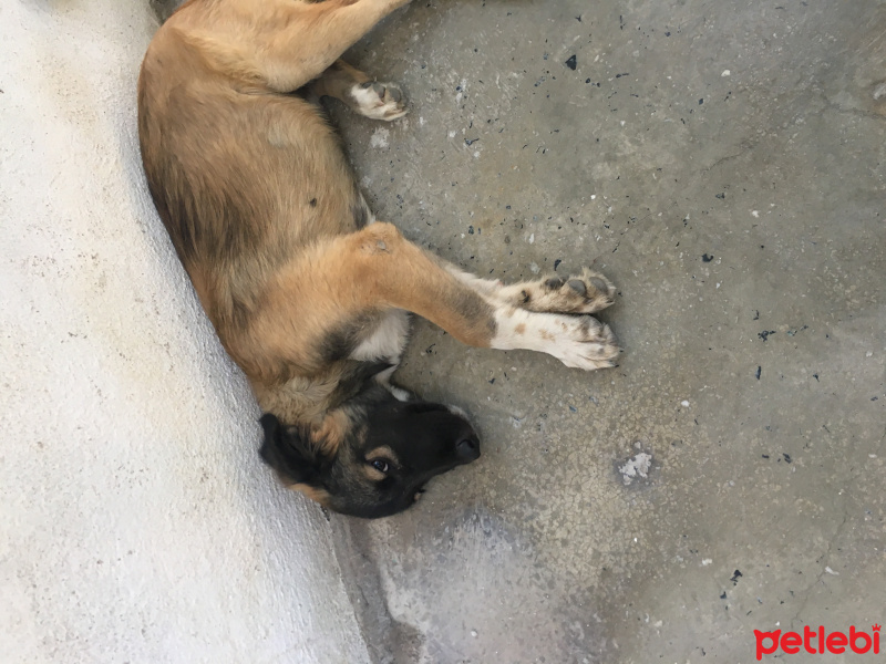 Alman Çoban Köpeği, Köpek  Karabaş fotoğrafı