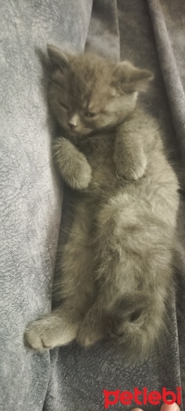 British Shorthair, Kedi  Duman fotoğrafı