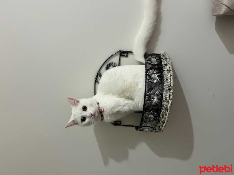 Tekir Kedi, Kedi  pamuk fotoğrafı